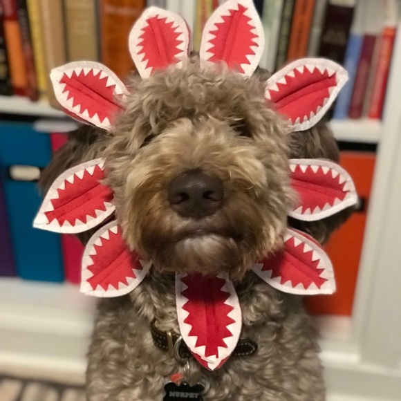 Dog “Demogorgon” from Stranger Things Halloween Costume - Picture 1 of 3